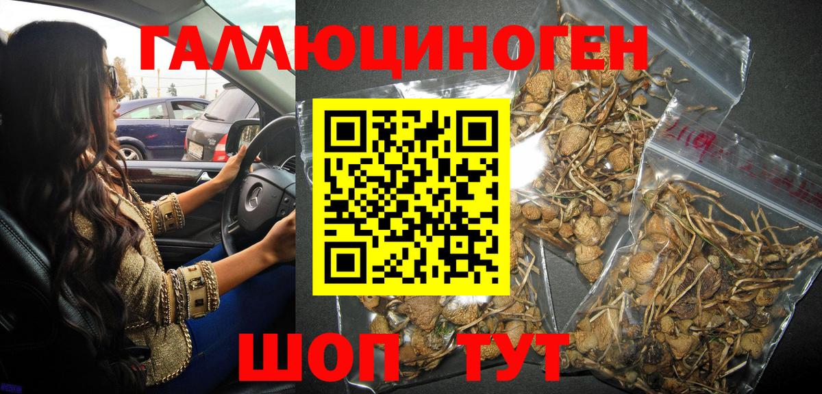 Галлюциногенные грибы Cubensis Тавда