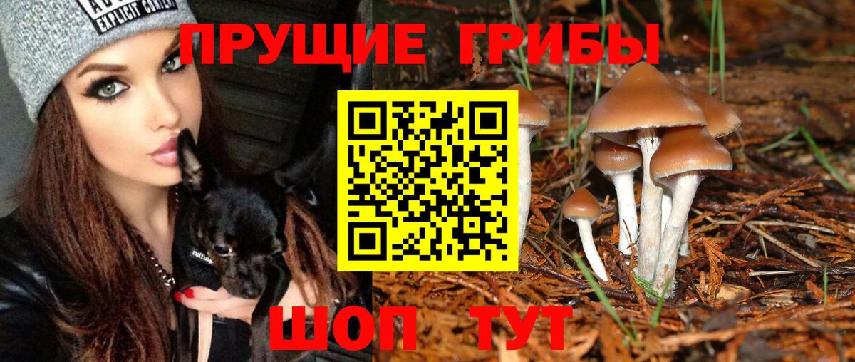дарнет шоп  Вход с VPN  Галлюциногенные грибы Psilocybine cubensis  Тавда  Галлюциногенные грибы MAGIC MUSHROOMS 